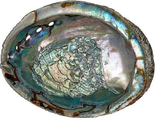 Abalone shell natural green large polished