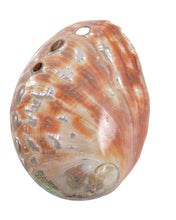 Load image into Gallery viewer, abalone shell small polished
