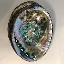 Load image into Gallery viewer, Abalone shell interior
