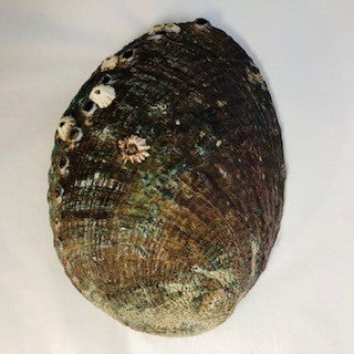 Green Abalone Sea Shell - Ace of Vase