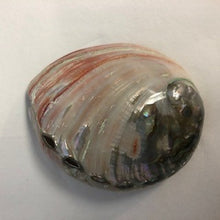 Load image into Gallery viewer, abalone shell polished natural
