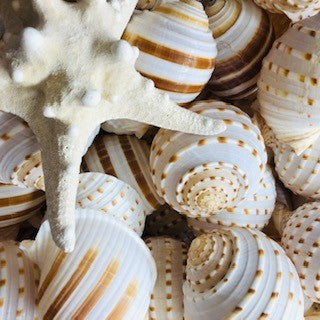 Seashells – Tides Gift Shop