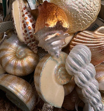 Load image into Gallery viewer, Bodega Bay Christmas Ornament Sand Dollar Old World Christmas
