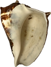 Load image into Gallery viewer, Shell Fiber Conch
