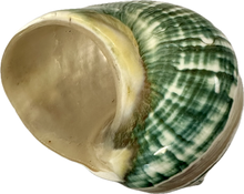 Load image into Gallery viewer, Shell Jade Turbo
