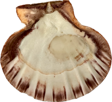 Load image into Gallery viewer, Shell Lion&#39;s Paw Half
