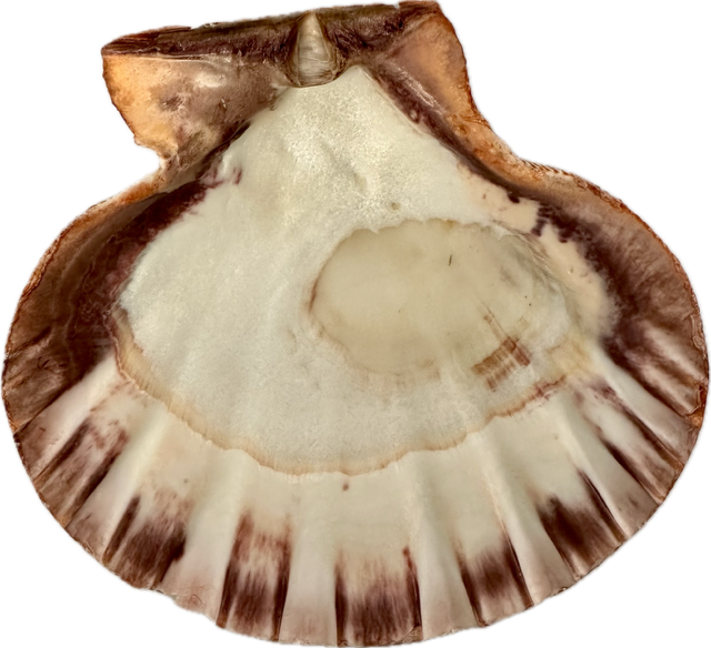 Shell Lion's Paw Half – Tides Gift Shop