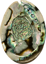 Load image into Gallery viewer, Shell Paua Abalone

