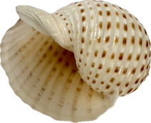 Load image into Gallery viewer, Shell Tonna Tessellata

