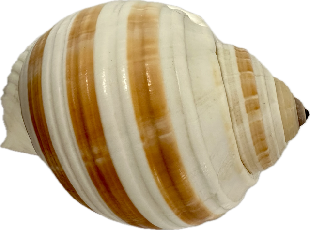 Shell Tonna Sulcosa