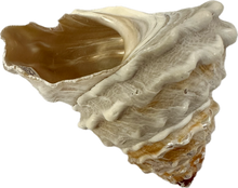 Load image into Gallery viewer, Shell Wavy Top Turban
