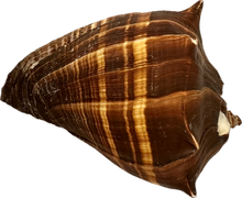 Load image into Gallery viewer, Shell Fiber Conch
