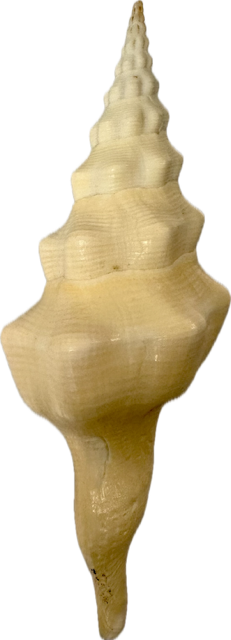 Shell Fusinus Undatus – Tides Gift Shop