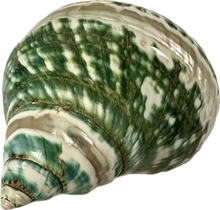 Load image into Gallery viewer, Shell Jade Turbo
