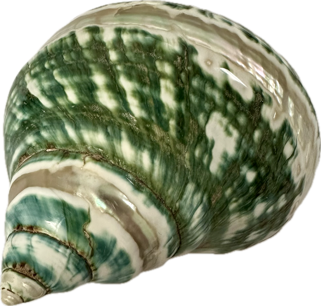 Shell Jade Turbo