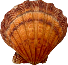 Load image into Gallery viewer, Shell Lion&#39;s Paw Half
