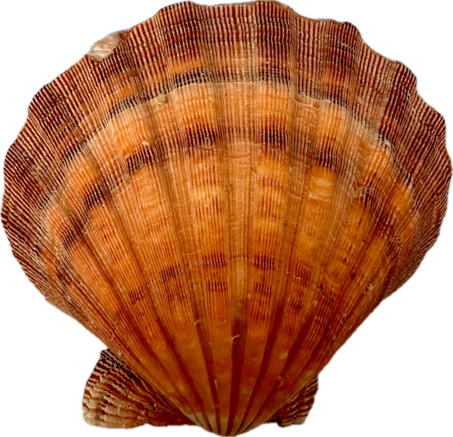 Shell Lion's Paw Half