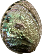 Load image into Gallery viewer, Shell Paua Abalone
