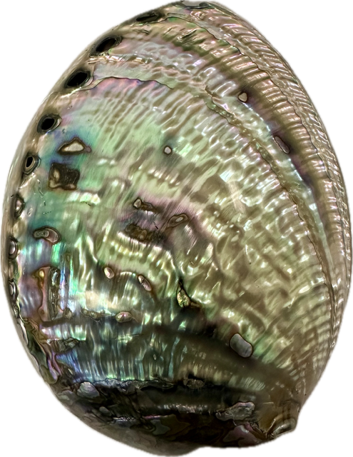 Shell Paua Abalone