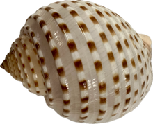 Load image into Gallery viewer, Shell Tonna Tessellata
