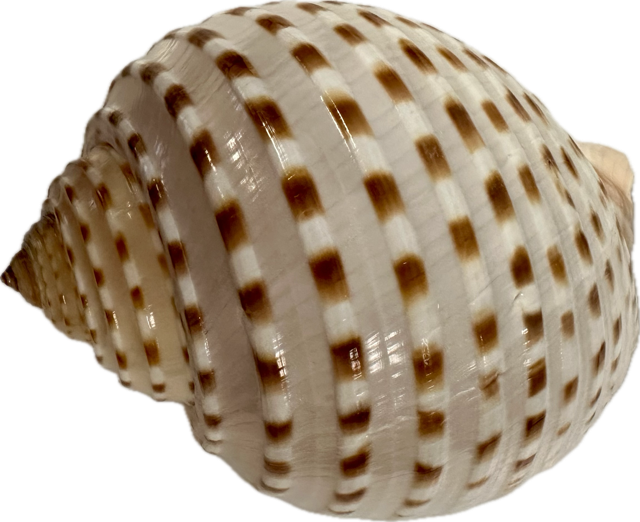 Shell Tonna Tessellata