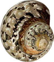 Load image into Gallery viewer, Shell Turbo Sarmaticus
