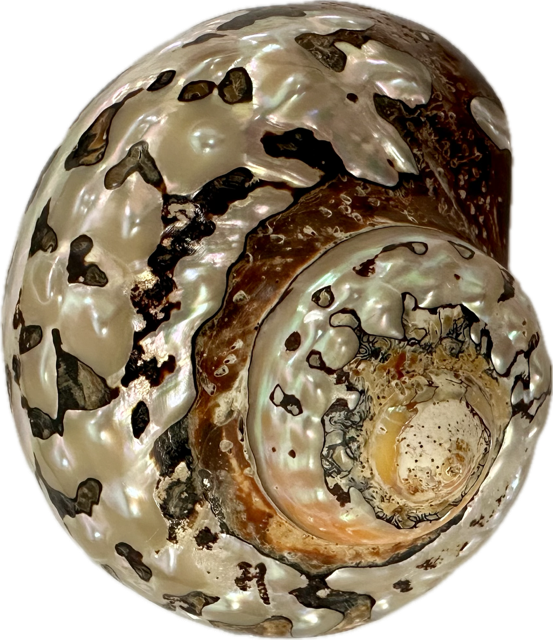 Shell Turbo Sarmaticus