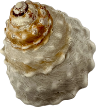 Load image into Gallery viewer, Shell Wavy Top Turban
