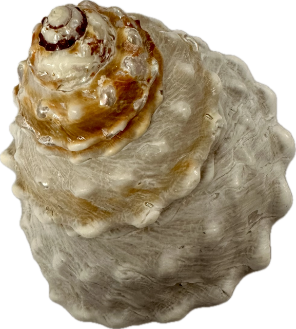 Shell Wavy Top Turban