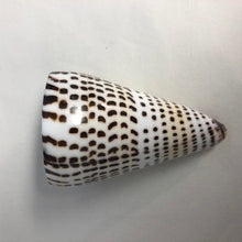 Load image into Gallery viewer, Cone Shell - Conus Litteratus
