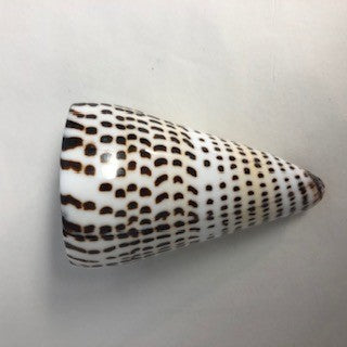 Cone Shell - Conus Litteratus