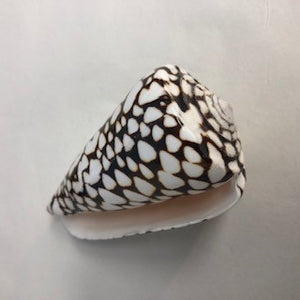 Cone Shell - Conus Marmoreus