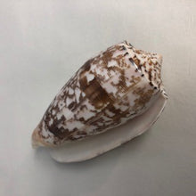 Load image into Gallery viewer, Cone Shell - Conus Striatus
