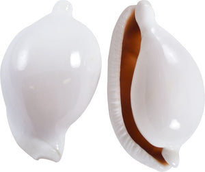 Cowrie Shell - Egg Cowrie
