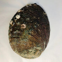 Load image into Gallery viewer, Abalone shell exterior natural
