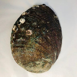 Abalone shell exterior natural