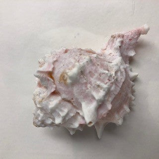 Pink Murex Shell