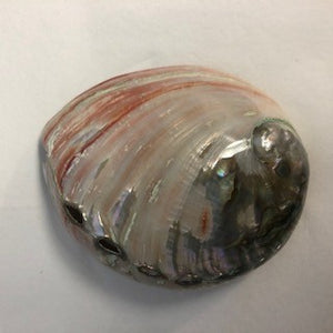 abalone shell polished natural