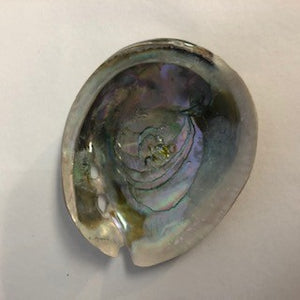 abalone shell interior small natural