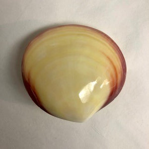 Tiger Clam Shell