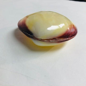Tiger Clam Shell